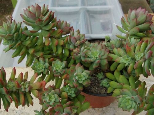 Plants with Succulents and Long Stems 14