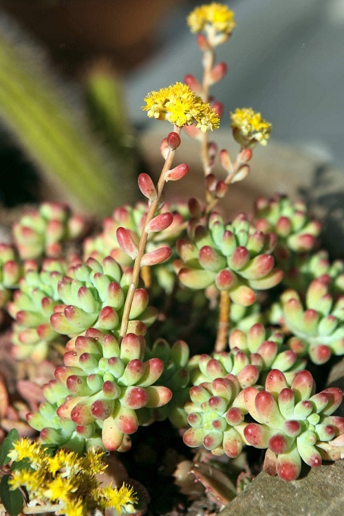 Succulents with yellow Color Flowers 