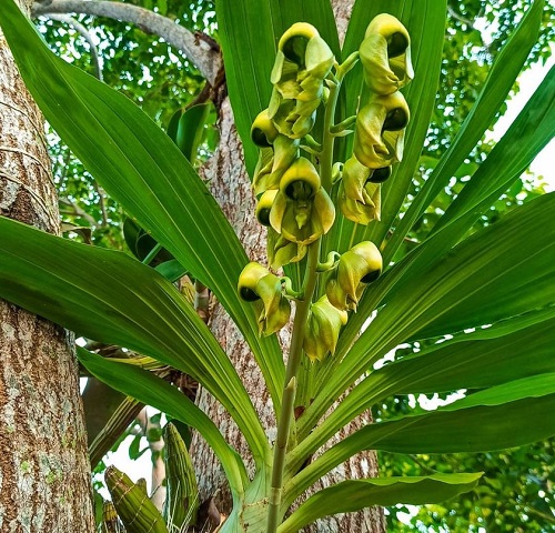 Strange Flowers That Remind Me of Skulls