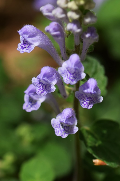  Uncanny Flowers That Look Like Skulls 1