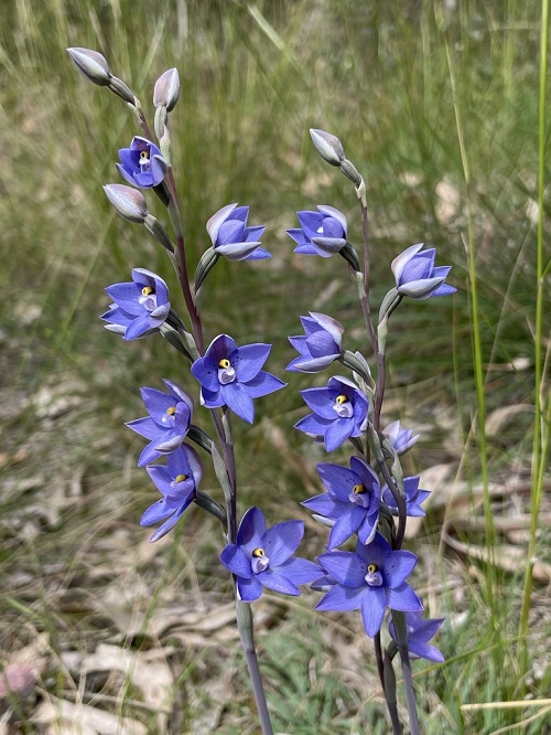 Best Blue and Yellow Flowers 1