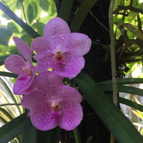 Flowers with Smiley Face