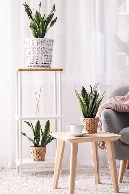 Snake Plants on a Tall Plant Shelf