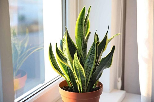 Snake plant that looks like alevera