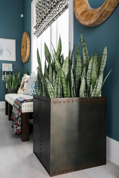 Snake Plants in Metal Planters