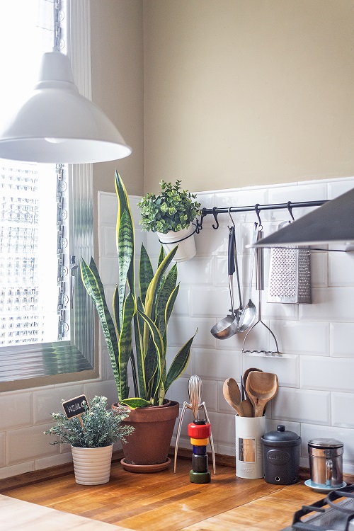 Snake Plant in the Kitchen