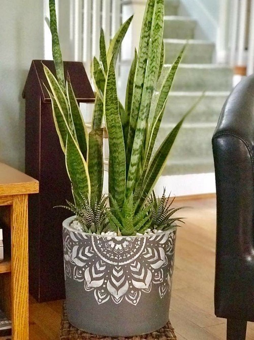 Snake Plant in a Decorative Pot