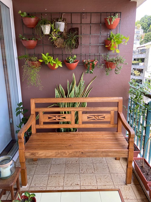 Snake Plant on the Balcony