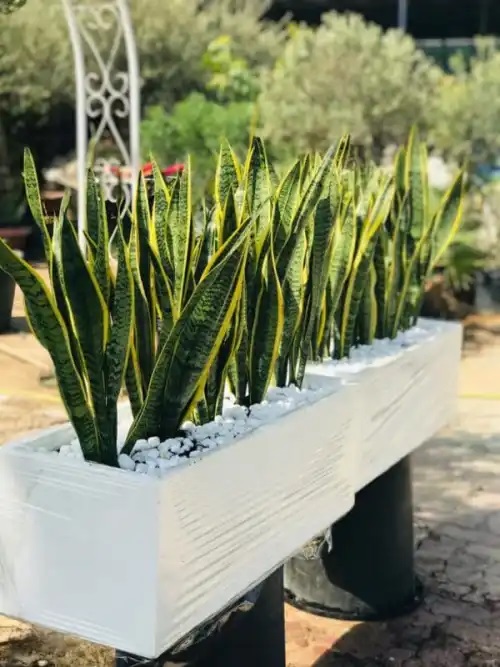 Snake Plants in Gravel