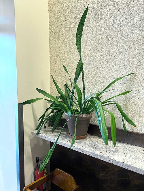 Snake Plant on a Shelf