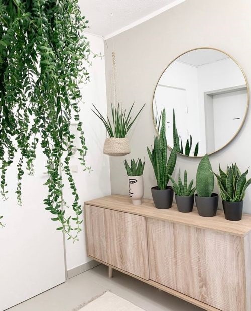 Snake Plants on the Dresser