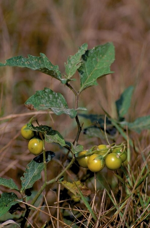 horse Nettle Weeds that Look like Tomato Plants 