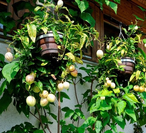 pepino Dulce Weeds that Look like Tomato Plants