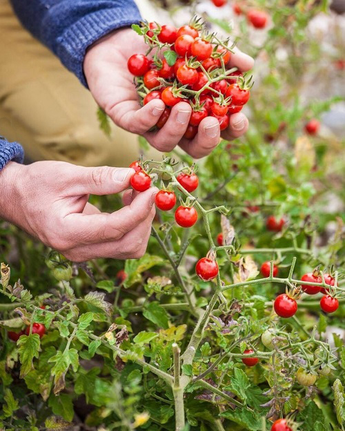 Weeds that Look like Tomato Plants 1