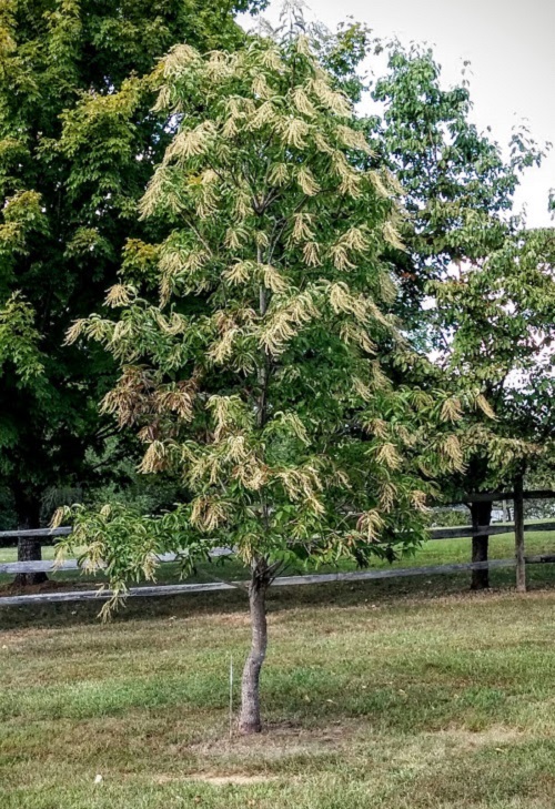 Sourwood tree near wooden fence