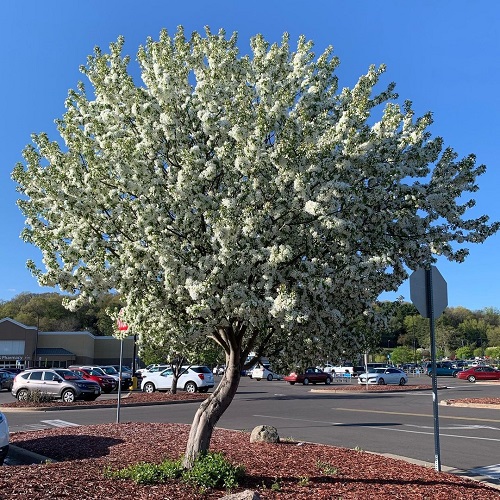 Spring Snow Crabapple near shop