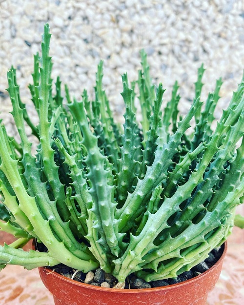 Carrion Flower Plants that Look like Aloe Vera 