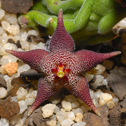 Unique  Stapelia Types  2