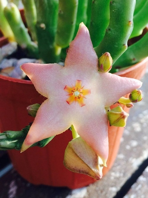 Outstanding Variety of Colourful Stapelia 