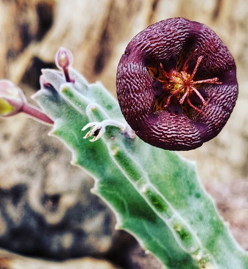 The most colourful varieties of Stapelia 