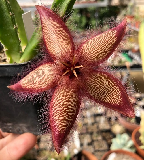 Outstanding Varieties of Stapelia 