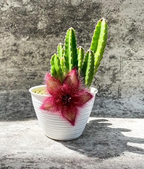 Top Varieties of Stapelia 