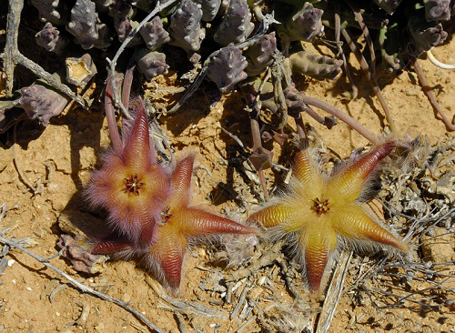 Top Varieties of Stapelia 1