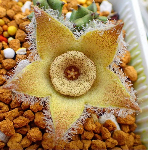 Best Stapelia Varieties 1