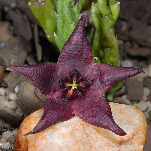 The Best Types of Stapelia 1