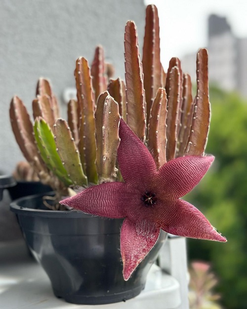 Outstanding Varieties of Stapelia 1