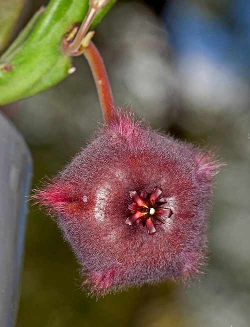 Best Stapelia Varieties 5