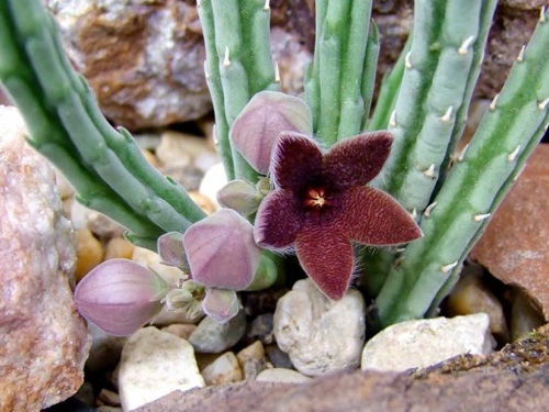 The Most Colourful Stapelia Types 1