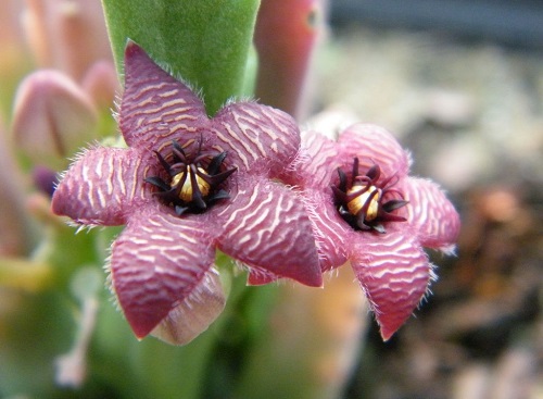 Best Stapelia Varieties 2