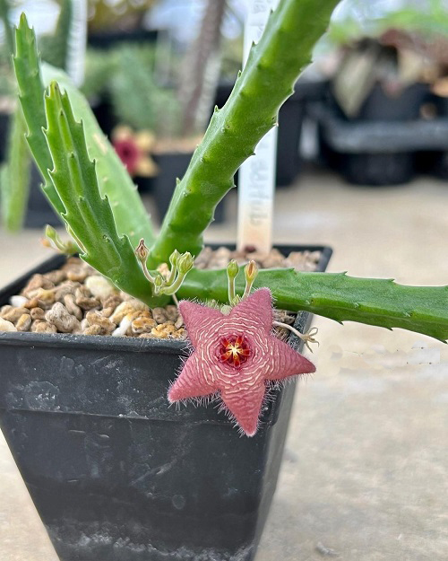 Various Stapelia Varieties  2