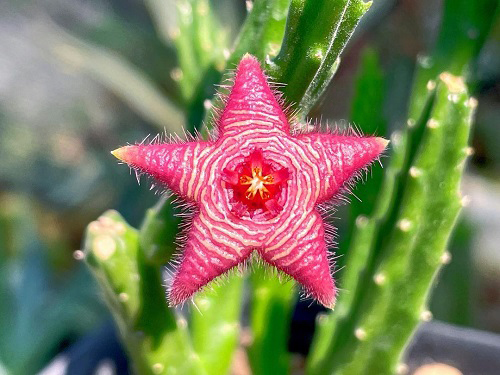 The Best Types of Stapelia 2