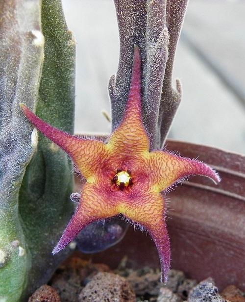 Beautiful Stapelia Varieties plants