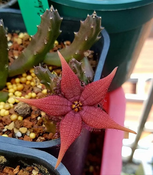 unique Stapelia Varieties 2