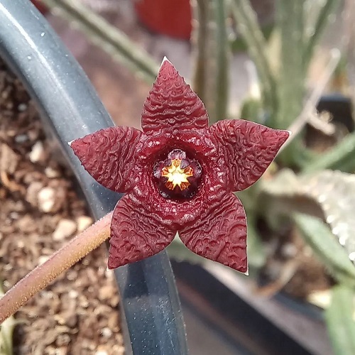 The most colourful varieties of Stapelia 2