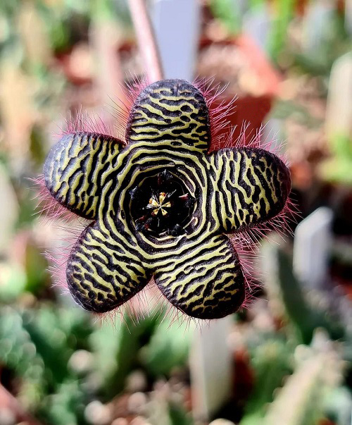 Top Varieties of Stapelia  3