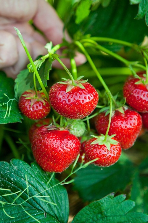 Fruits Dogs Can Eat  Like Strawberries