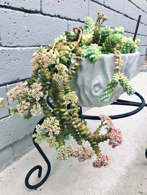 Succulents with white tiny  Flowers 