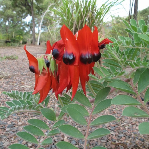 Flowers That Look Like Eyes