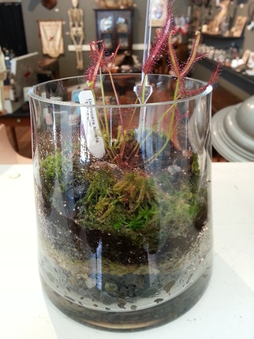 sundew Carnivorous Plant Terrarium