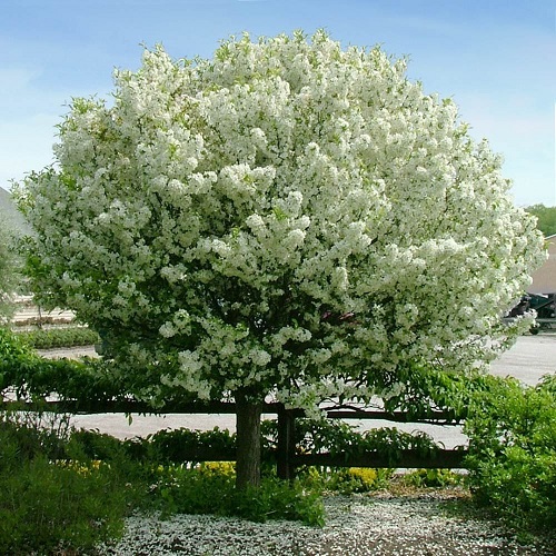 Sweet Sugar Tyme Crabapple tree in sun light