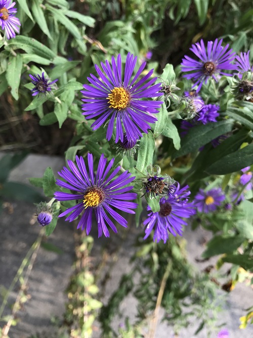 Magnificent Perennial Flowers with Decades of Bloom 2