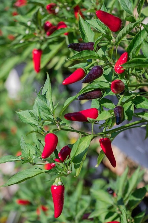  Nightshade Plants in black  5