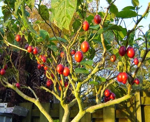 Weeds that Look like Tomato Plants 14