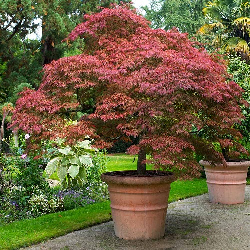 Tamukeyama Japanese Maple 1