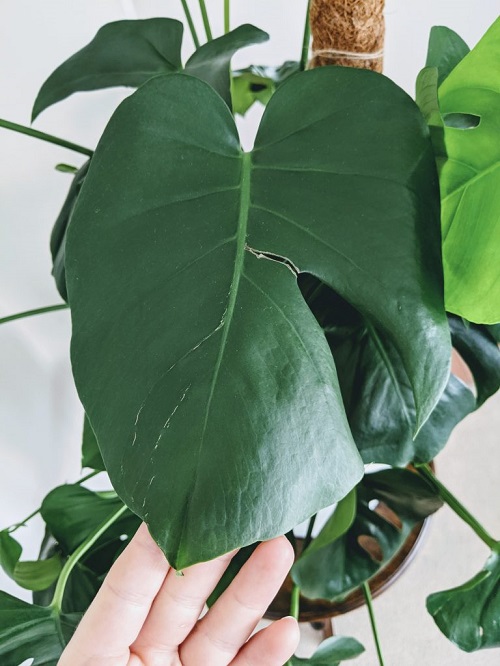 Monstera Plant tearing leaf foliage 13