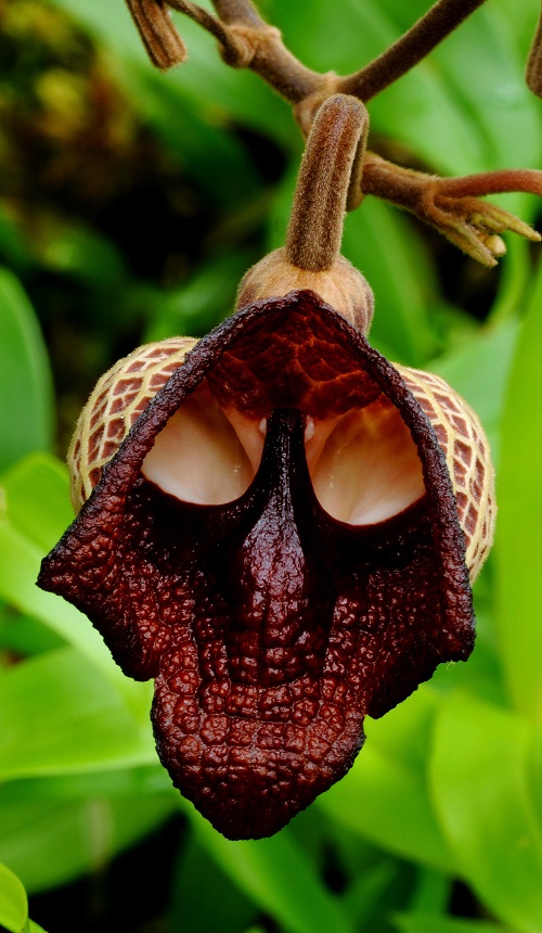 Strange Flowers With Skulls on Them